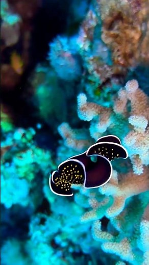 🌊 Deep Blue Sea | Mysterious Ocean Beauty & Endless Depths | Relaxing Nature Video 4k🌌