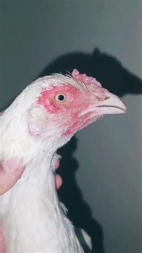 aseel fighter rooster video kala java lakha peela white parrotbeak #aseel #rooster #parrotbeak