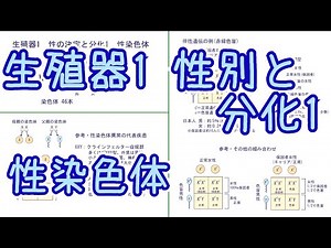 生殖器1 性の決定と分化1 性染色体 ●関連解説：Y染色体の無いオス、クラインフェルター症候群、ターナー症候群、伴性遺伝(赤緑色盲)