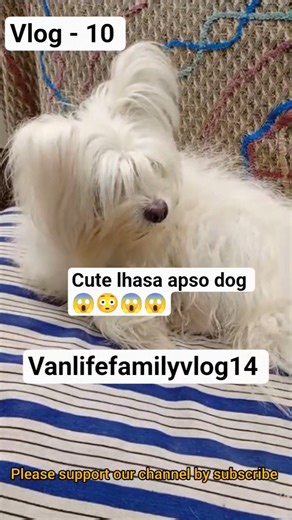 lhasa apso dog #shorts #dogshorts #viralshorts #lhasaapso