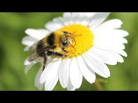 Bee /Bumblebee/ Bee buzzing