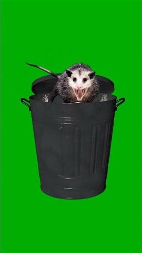 Spinning Opossum Possum Scream