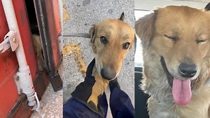 U.S. Coast Guard members save dog trapped in shipping container for a week in Houston, Texas