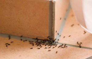 How to ward off household pests and when to hire a pest-control company | Produced by Seattle Times Marketing