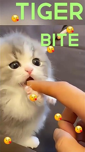 cute kittens #shorts #shortsvideo #funnycats #shortscats