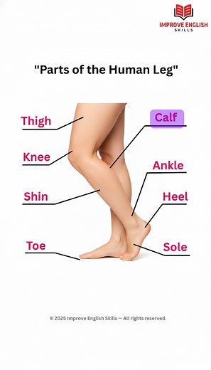 "Basic English Lesson: Parts of the Human Leg" #fblifestyle #humanleg #bodypart | Improve English Skills