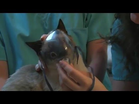 Le coryza chez le chat