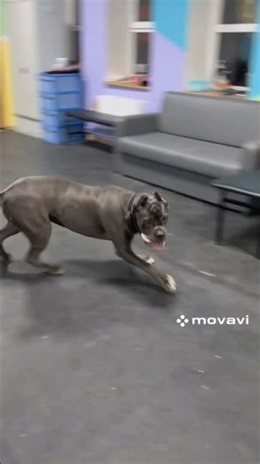 Powerful Bully Dog Training 🐶💪 Obedience & Discipline #shorts#bullydog#pitbull