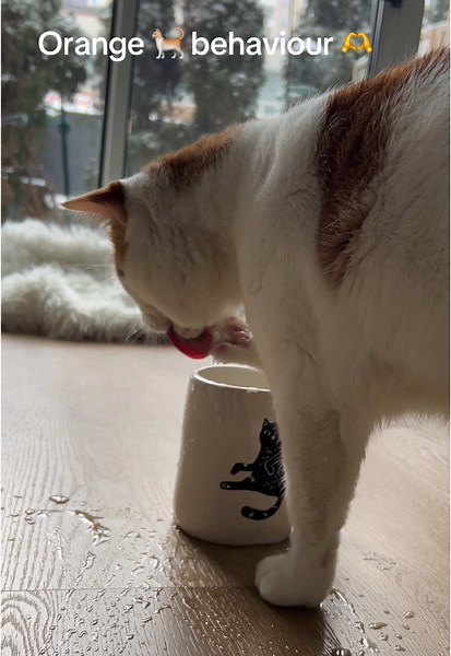 Orange Cat's Hilarious and Weird Behaviors