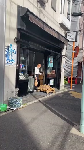 GIGANTIC Turtles LOVES Going On Walks in the City! #funny #petsoftiktok #furryfriends #rescuepets #petlove