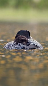 Common loon chicks on mom’s back. | Harry Collins Photography