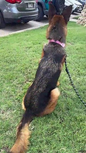 Alemaniashepherds, LLC