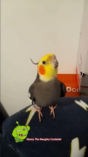 start marching everyone, Monty The Naughty Cockatiel is back with his military song 🫡🧡