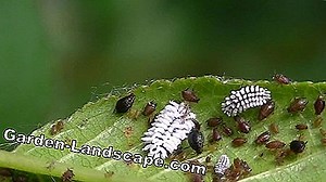 Garden Practice: Fight aphids on the cherry tree - How to remove the black cherry aphid | 2025