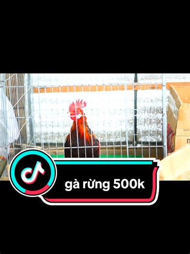 gà rừng giá rẻ #gatrebac #garung #fyp