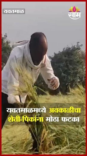 यवतमाळमध्ये मुसळधार पावसाचा प्रकोप, रब्बी पिकांना मोठा फटका | Yavatmal Rain