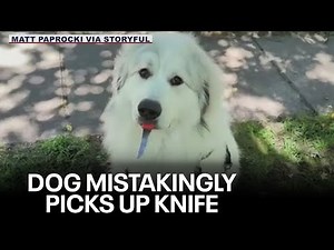 'Drop the knife, buddy': Dog picks up knife thinking it was a stick