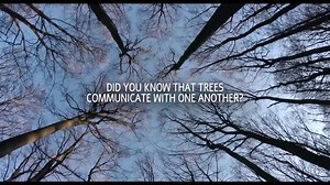 9.4K views · 120 reactions | Based on the bestseller by Peter Wohlleben, new documentary “The Hidden Life of Trees” will change the way you think about trees forever. Discover how the forest’s unique, natural approach to life, regeneration & death can be presented in the most beautiful and breathtaking way! In cinemas this March “The Hidden Life of Trees” isn’t to be missed. Click below to find out more. | German Films | Facebook