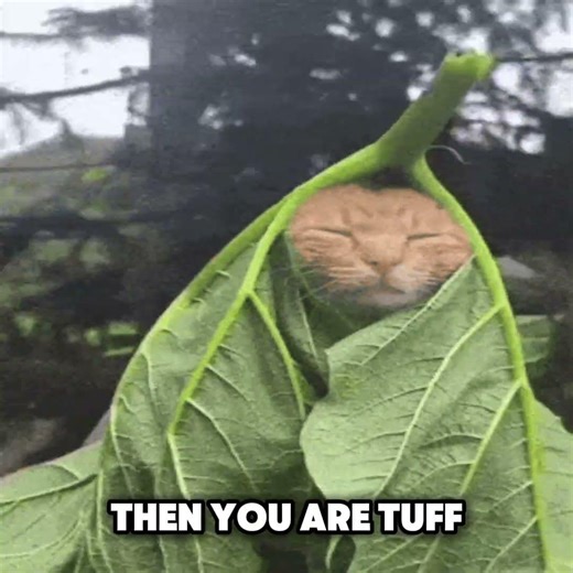 Send this to a friend😂💀 #cat #funny #meme