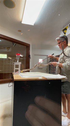 Homeschool field trip! If you’re in Florida stop by the reptile discovery center in deland! The kids were on the edge of their seats and loving it! Lots of pets and people in Florida get bit by venomous snakes, these guys extract the venom from their own snakes to help make antivenom and other medications! #adventure #florida #fieldtrip #homeschool #action #snakes #venom #placestovisit #animals #Awesome | Hatch & Farrow