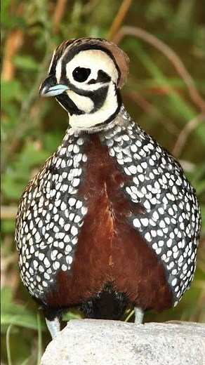 Montezuma Quail Sounds Video: Nature Sound Effects