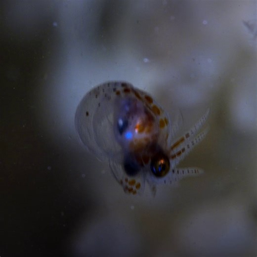 This little octopus is ready to venture out into the world all on its own. #SecretsOfTheOctopus, from James Cameron and narrated by Paul Rudd, is now streaming on Disney and Hulu. | National Geographic TV