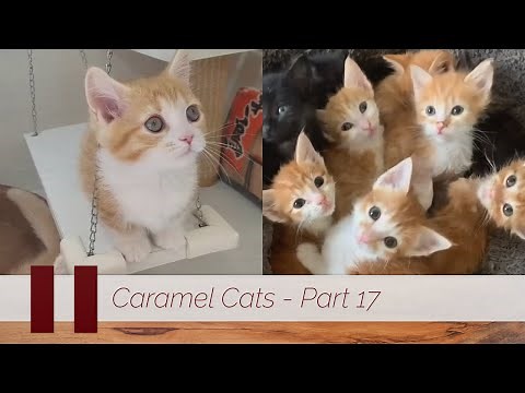 😺 Cute and Funny Caramel Cats - Part 17