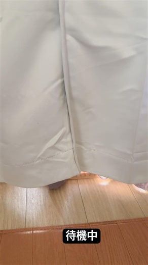 早朝から待機中#cat#shorts