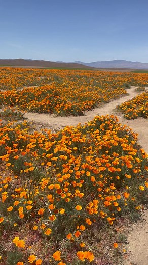 49K views · 585 reactions | In Antelope Valley witnessing the explosion of Californian Poppy in abundance #superbloom #fieldsofgold #california #blessed | Pooja Batra | Facebook