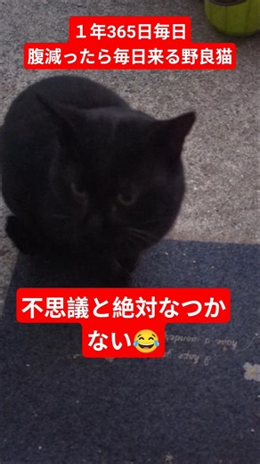 １年365日毎日来る野良猫、絶対なつかない😂