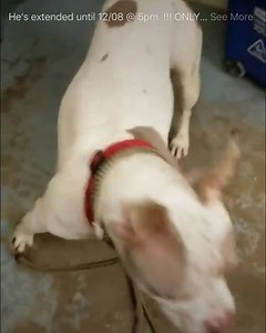 4.1K views · 141 reactions | This precious bat gremlin is set to be...