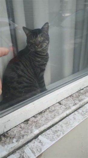Cat in a window #animals #cat #nature #pets