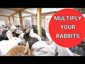 Multiply Your Rabbits: Get good Breeds to Start your Farm