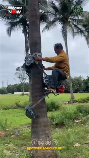 29K views · 14 reactions | Climbing a coconut tree for the first time...