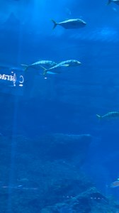 The Dubai Mall Aquarium | Visit Dubai | Welcome to Dubai