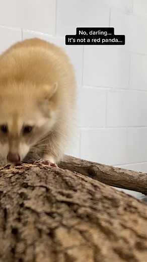 Did you know that two leucistic rescued raccoons now call Denver Zoo home? TikTok, say hello to Cashew and Pecan 😍 #idontknowmyfruits #denverzoo #rescueanimals #raccoonsoftiktok #raccoons #rescueraccoon #redpanda