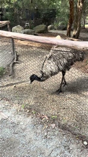 • “Australia’s most attitude-filled bird 🇦🇺# #zoo #australia #birds #viral #wildlife #viralshorts