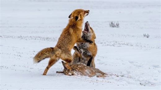 Watch what happens when two foxes fight over a dead fawn
