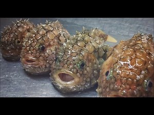 Les habitants marins les plus bizarre attrapés par un pêcheur russe