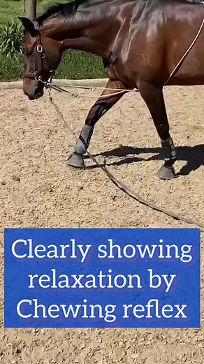 Using training aids correctly is beneficual ro strengthen your horse , we longe all our horses once a werk to guve them some me time #myhorse #grandprix #dressage #horse