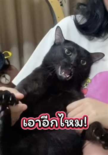 #พ่อไม่อยู่EP1 #ตอนเปิดก่อนได้เปรียบ #แมวดำ #คาร์บอน 🖤🐈‍⬛