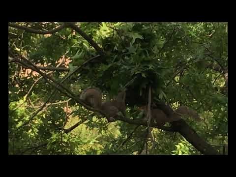 Squirrels working on drey