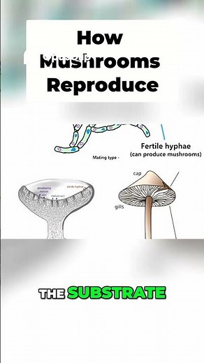 Mushroom Growth: How Fruiting Bodies Form in Autumn #biology #fungi #mushroomscience