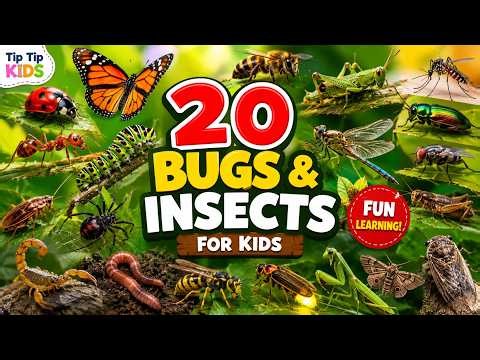 Bugs & Insects for Kids 🐞 | Learn Insect Names | Butterfly, Bee, Ant | Toddler Learning Video