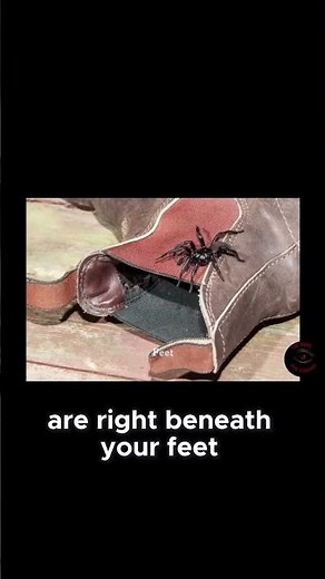 Why the Sydney Funnel Web Spider Remains a Th #horrorshorts #terrifyingtales#spider