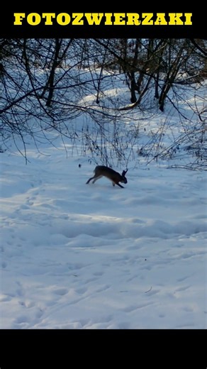 Hare jumping through a snowy forest I Zając skacze przez zaśnieżony las