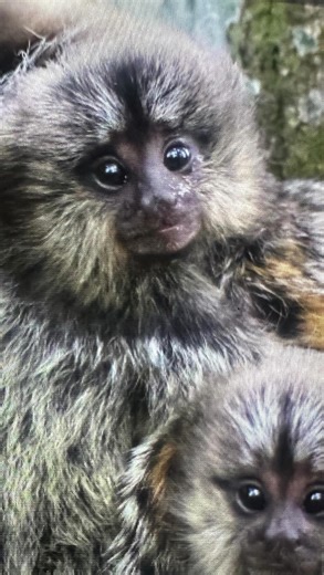 Nos encontramos con esta familia de monitos tití de cabeza blanca (Callithrix jacchus) en un jardín botánico en Río de Janeiro, son originarios del bosque atlántico nororiental de Brasil, pero se ha introducido en otras partes de Brasil (como Río de Janeiro y São Paulo) e incluso en otros países, donde a veces se convierte en invasivo. Se alimenta de savia de árboles, frutos, insectos, pequeños reptiles y huevos de aves. Se les conoce como gummívoros debido a su dependencia de los exudados de lo