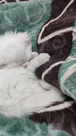 😻♥️🤍#like#subscribe #comment # peter 😺