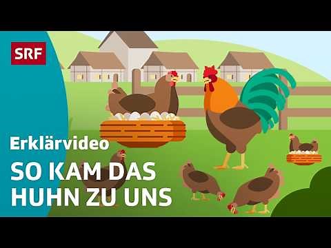 The story of the chicken – simply explained | Children's videos | SRF Kids