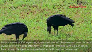 Animals that mate for life: meet nature’s most loyal couples